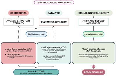 Zinc homeostasis and redox alterations in obesity